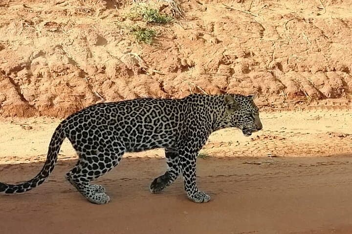 Tsavo East Day Safari from Mombasa or Diani — Big Five Game Drive photo 3