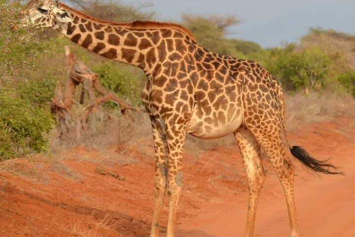 Tsavo East Day Safari from Mombasa or Diani — Big Five Game Drive photo 4