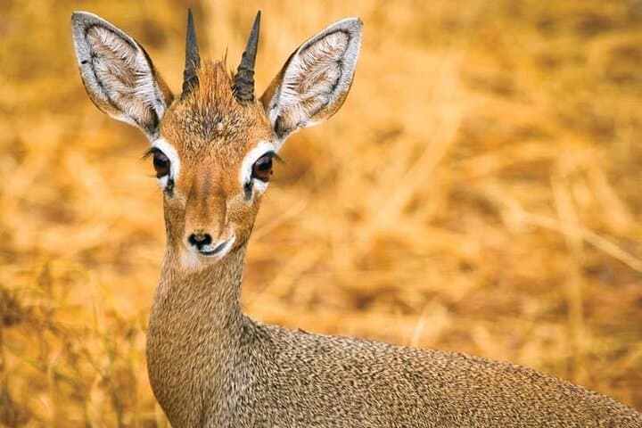 Tsavo East Day Safari from Mombasa or Diani — Big Five Game Drive photo 5