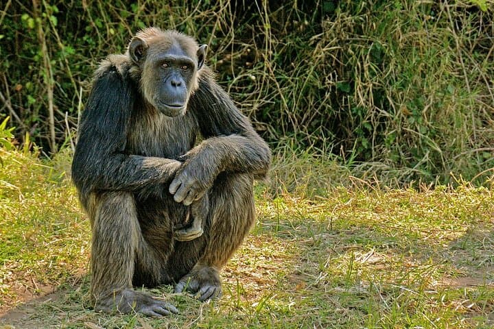 Full-Day Private Safari to Ol Pejeta Conservancy from Nairobi photo 5