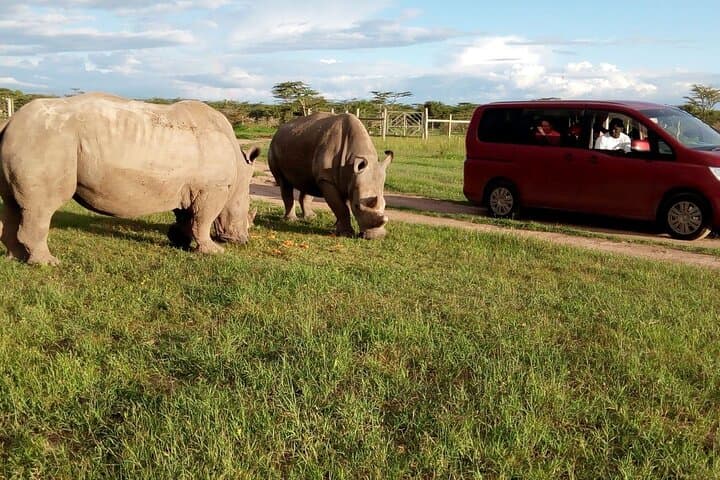 Full-Day Private Safari to Ol Pejeta Conservancy from Nairobi photo 6