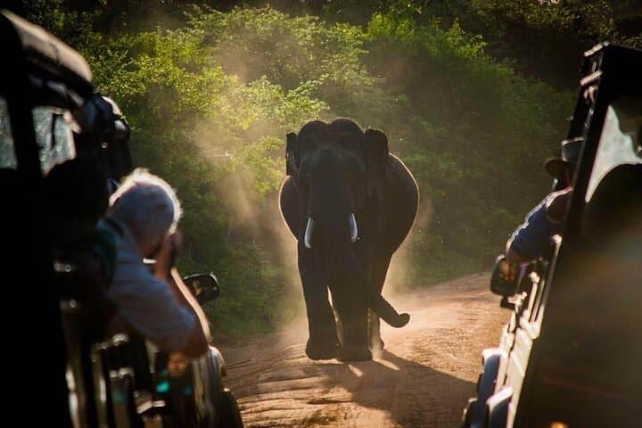 Maduru Oya Safari & Indigenous Village Day Trip from Ella — Elephant Encounters and Vedda Culture photo 2