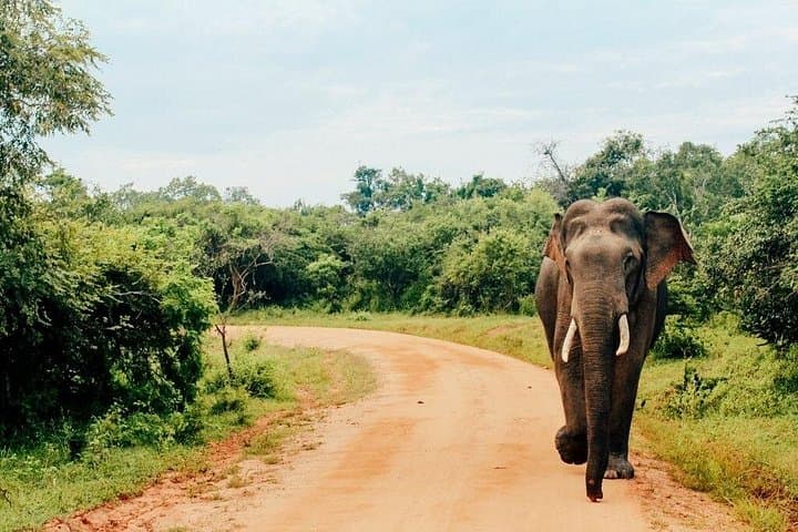 Maduru Oya Safari & Vedda Village Day Trip from Pasikuda — Elephant Encounters in Sri Lanka photo 2