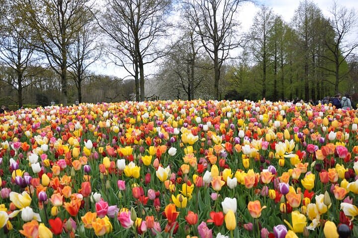 Private Keukenhof & Zaanse Schans Tour — Tulips, Windmills and Dutch Traditions photo 2