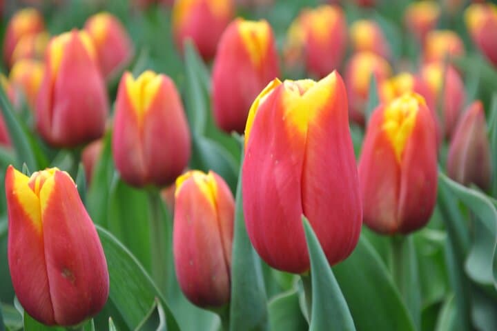 Off-the-Beaten-Track Tulip Fields and Historic Windmills from Amsterdam photo 6
