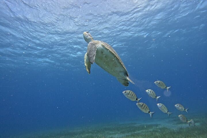 Try Dive Abades Bay: Private Scuba Intro on Tenerife’s East Coast photo 2