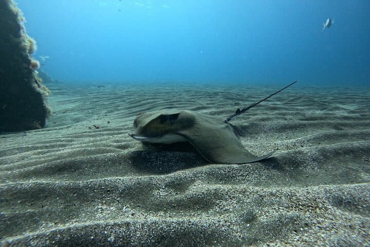 Try Dive Abades Bay: Private Scuba Intro on Tenerife’s East Coast photo 5
