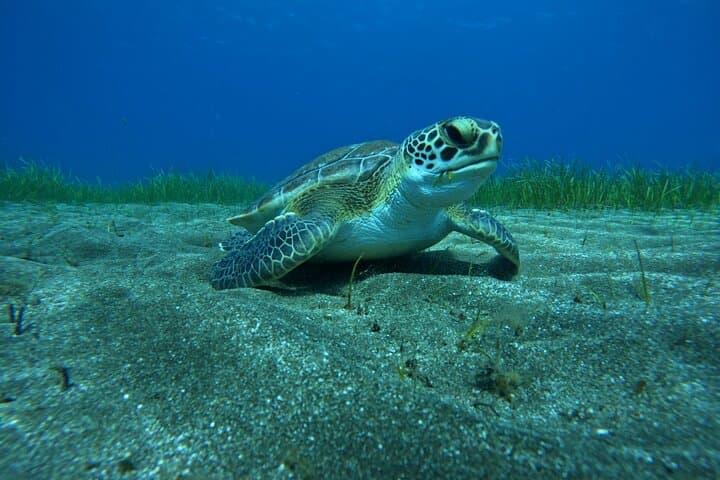 Try Dive Abades Bay: Private Scuba Intro on Tenerife’s East Coast photo 4