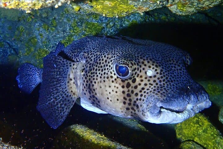 Try Dive Abades Bay: Private Scuba Intro on Tenerife’s East Coast photo 6