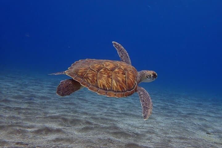 Try Dive Abades Bay: Private Scuba Intro on Tenerife’s East Coast