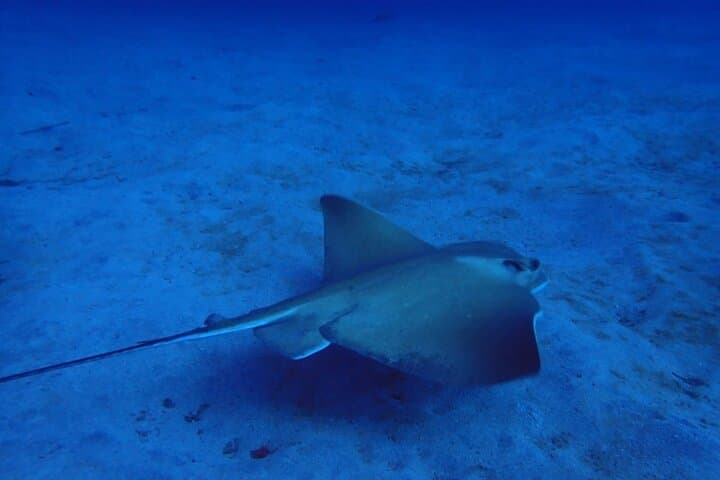 Try Dive Abades Bay: Private Scuba Intro on Tenerife’s East Coast photo 3