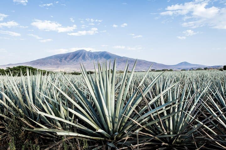 Self-Guided White Sands Driving Tour and Alkali Flat Hike photo 5
