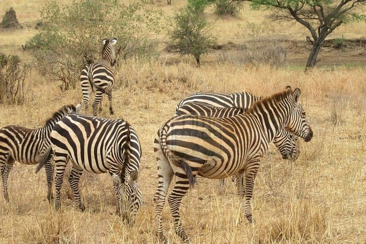 Overnight Amboseli Safari from Nairobi — Elephants, Kilimanjaro & Private Game Drives photo 6