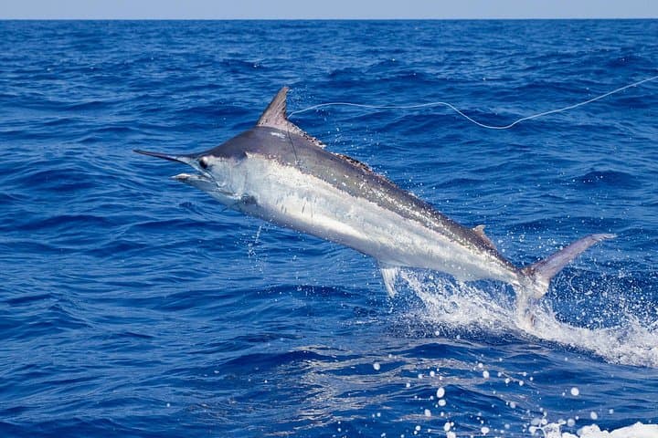 Cozumel Deep-Sea Fishing Charter & Beach Break — Half-Day Sportfishing photo 3