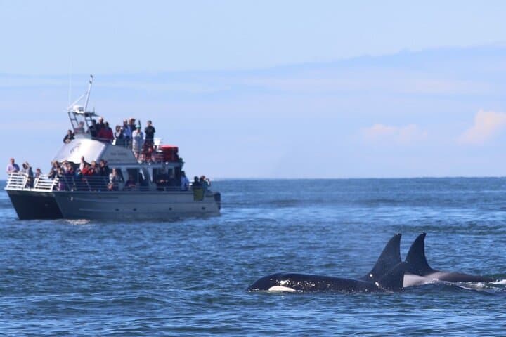 Orca Whale Tour from Orcas Island — High-Speed Salish Sea Whale Watching photo 2