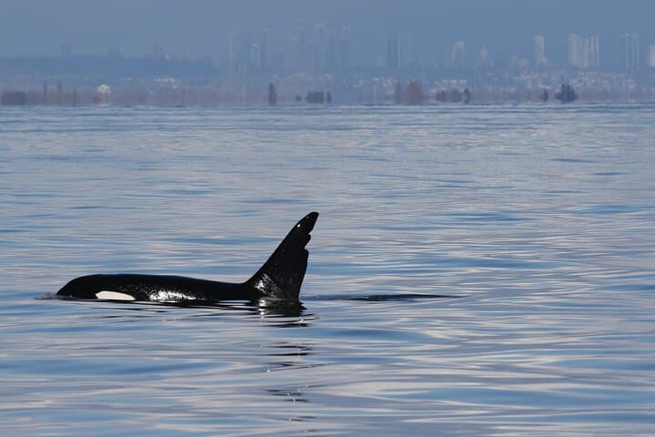 Orca Whale Tour from Orcas Island — High-Speed Salish Sea Whale Watching photo 3