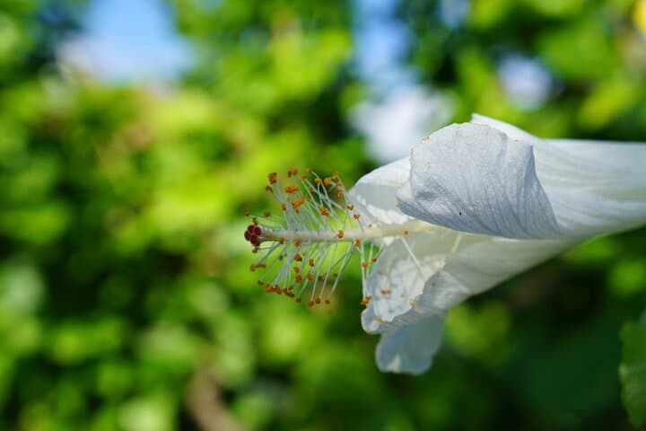 Private Maui Nui Botanical Garden Tour: Native Plants, Olowalu Petroglyphs & River Visit photo 2