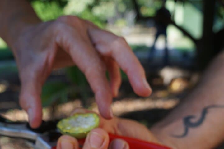 Private Maui Nui Botanical Garden Tour: Native Plants, Olowalu Petroglyphs & River Visit photo 4