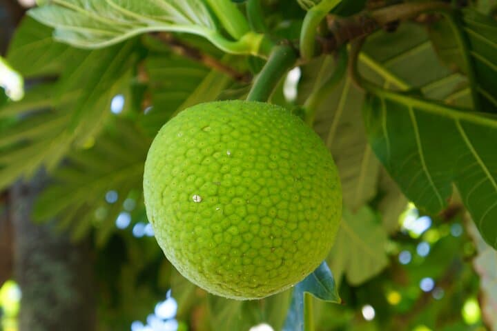 Private Maui Nui Botanical Garden Tour: Native Plants, Olowalu Petroglyphs & River Visit photo 1