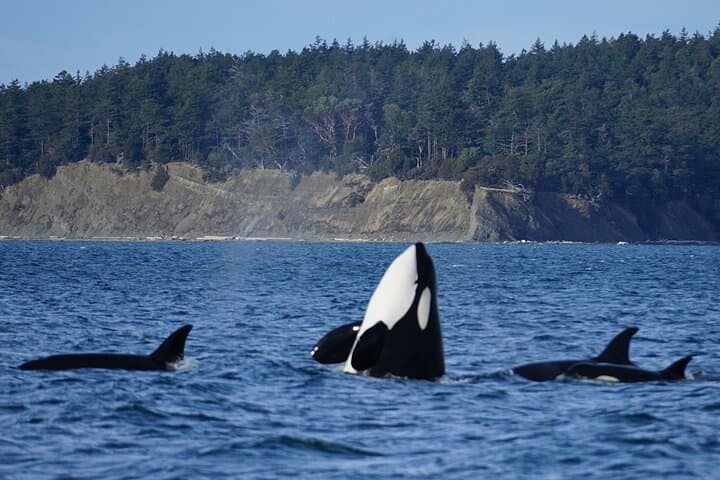 Orca Whale Tour from Orcas Island — High-Speed Salish Sea Whale Watching photo 1