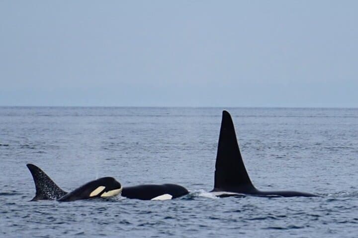 Orca Whale Tour from Orcas Island — High-Speed Salish Sea Whale Watching photo 4