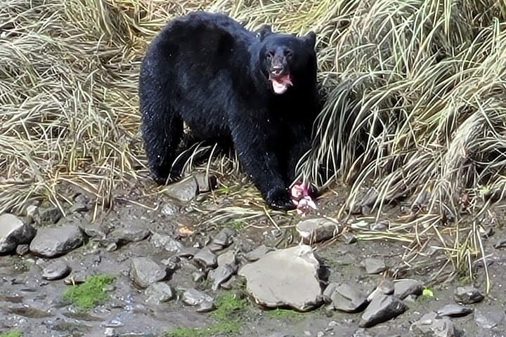 Ketchikan Wildlife & Waterfall Van Tour: Rotary Beach, Herring Cove, South-End Falls photo 2