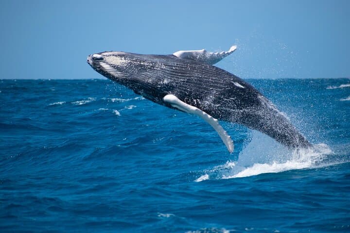 Grand Turk Whale Watching — Humpback Encounters in Turks & Caicos photo 2