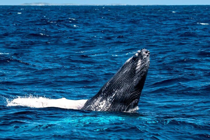 Grand Turk Whale Watching — Humpback Encounters in Turks & Caicos photo 3