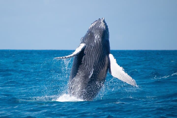 Grand Turk Whale Watching — Humpback Encounters in Turks & Caicos photo 6