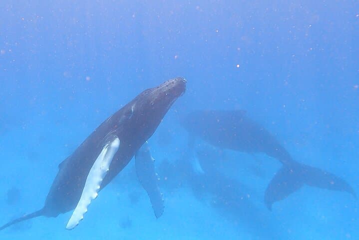 Grand Turk Whale Watching — Humpback Encounters in Turks & Caicos photo 4