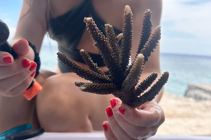 Nusa Penida Reef Rehabilitation Course & Snorkeling — Coral Planting Experience photo 1