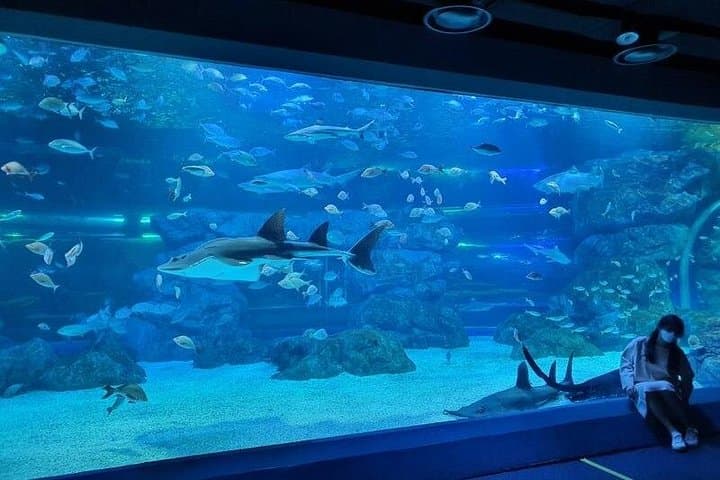 Gwanggyo Aqua Planet: Up-Close Marine Life and Family-Friendly Exhibits in Suwon