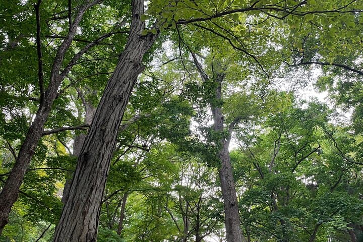 Forest Bathing and Temple Zazen: Private Maruyama Meditation Tour in Sapporo photo 2