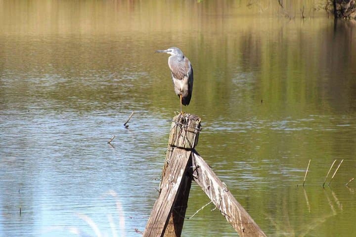 Roma Birdwatching Walk: Guided 1-Hour Nature Trail at Roma Bush Gardens photo 4