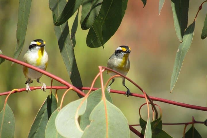Roma Birdwatching Walk: Guided 1-Hour Nature Trail at Roma Bush Gardens photo 2