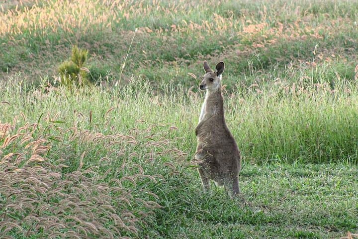 Roma Birdwatching Walk: Guided 1-Hour Nature Trail at Roma Bush Gardens photo 5
