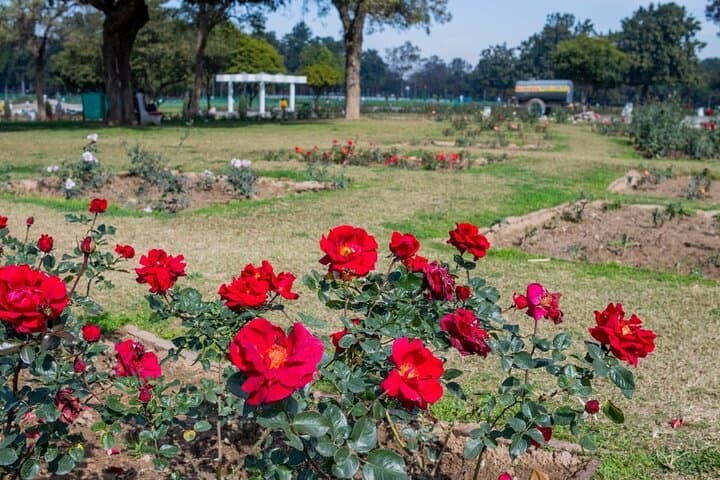 Garden Trails of Chandigarh: Full-Day Guided Tour of Rose Garden, Rock Garden & Sukhna Lake