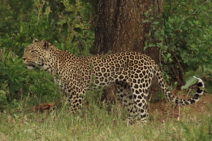 10-Day South Africa: Culture, Kruger Safari & Community Immersion photo 6