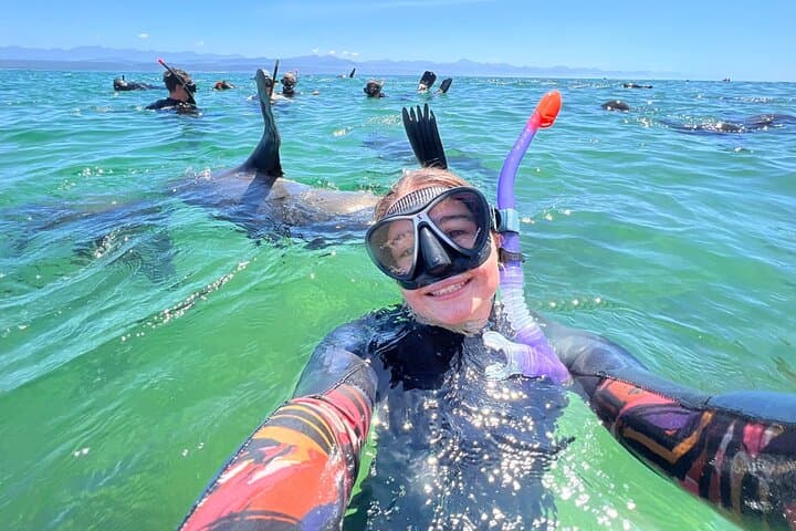 Swim with Cape Fur Seals at Robberg Nature Reserve, Plettenberg Bay photo 3