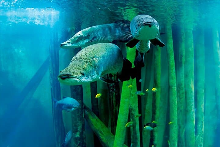 Inside Zaragoza's Fluvial Aquarium: Explore Europe's Largest Freshwater Tanks