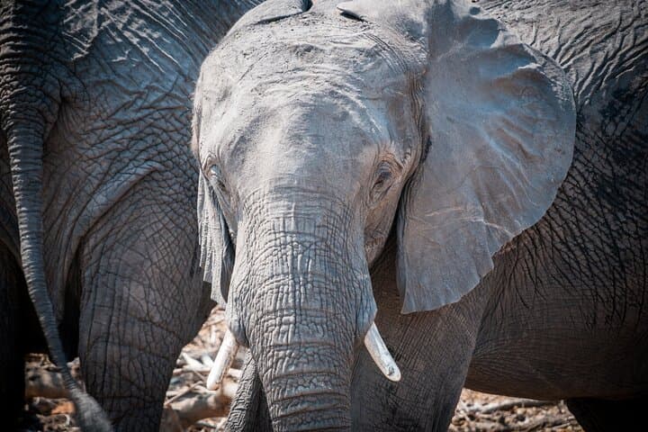 3-Day Chobe River Safari and Camping from Livingstone photo 4
