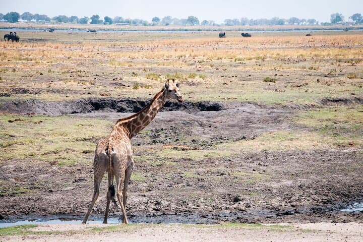 3-Day Chobe River Safari and Camping from Livingstone photo 6