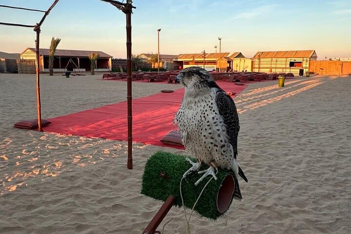Al Ain Desert Safari with Buffet Dinner: Sunset Dunes, Bedouin Camp & Camel Rides photo 4
