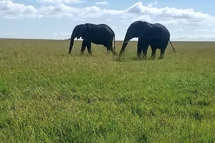 3-Day Masai Mara Safari from Nairobi: Big Five, Wildebeest Migration & Maasai Culture photo 2