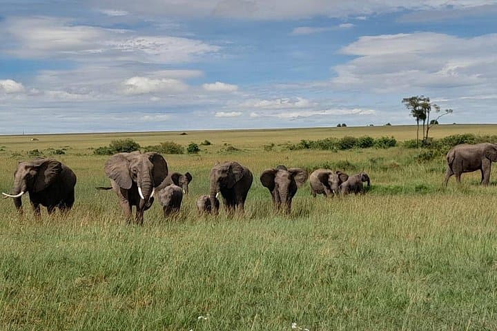 3-Day Masai Mara Safari from Nairobi: Big Five, Wildebeest Migration & Maasai Culture