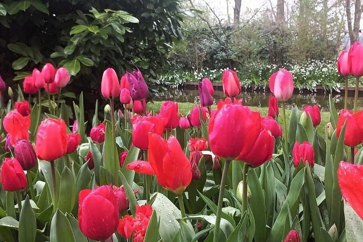 Private Keukenhof Gardens Day Trip from Amsterdam — Custom Tulip & Flower Experience photo 2