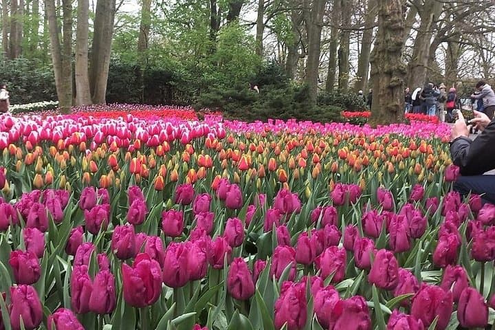 Private Keukenhof Gardens Day Trip from Amsterdam — Custom Tulip & Flower Experience photo 4