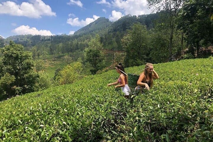 Colombo Spice Garden & Tea Factory Shore Excursion: Tea Plucking, Tastings & Spice Tour photo 3