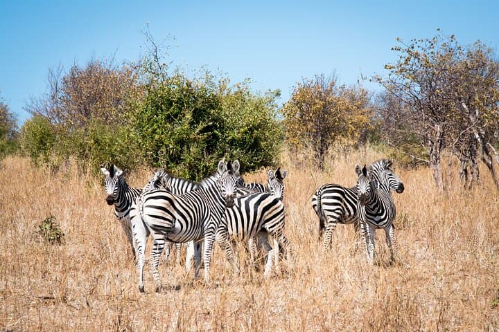 Mosi oa Tunya National Park Game Drive: Livingstone Safari Along the Zambezi photo 2