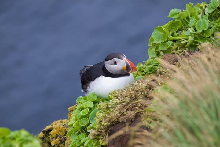 ATV Through Lava and Puffins: Volcanic Vistas & Puffin Paradise on Heimaey